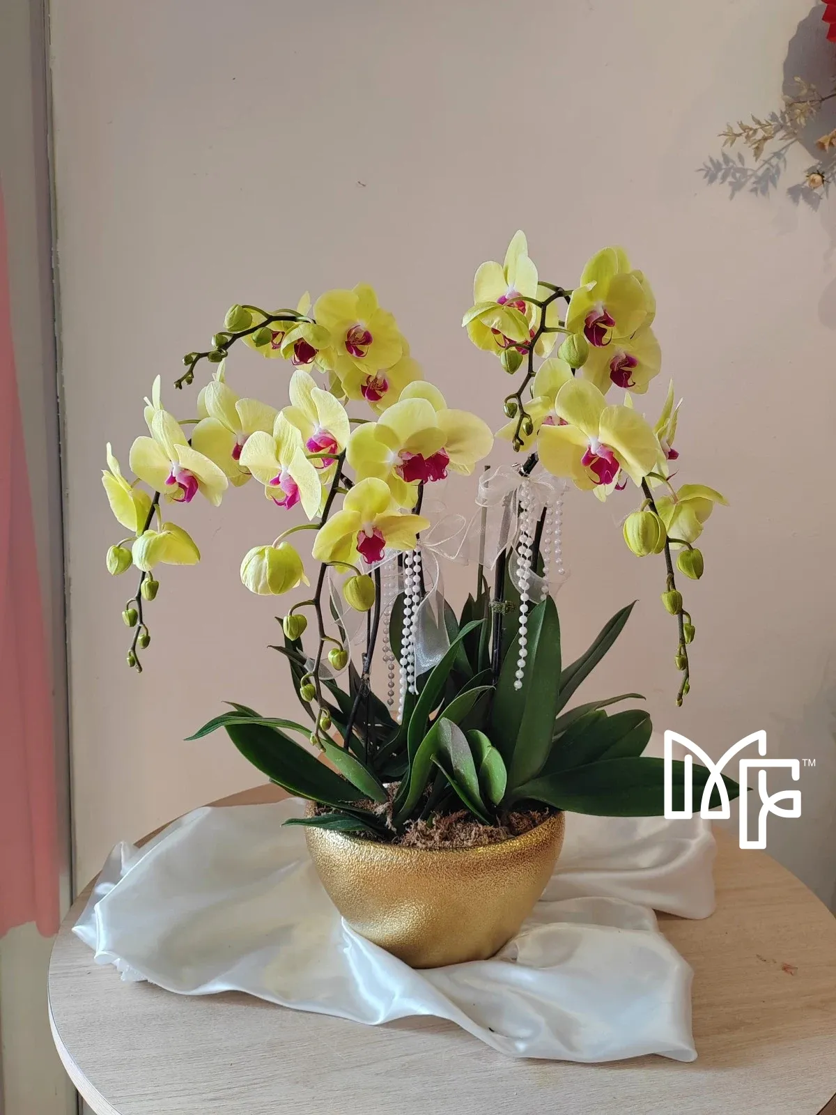 Golden Phalaenopsis Elegance