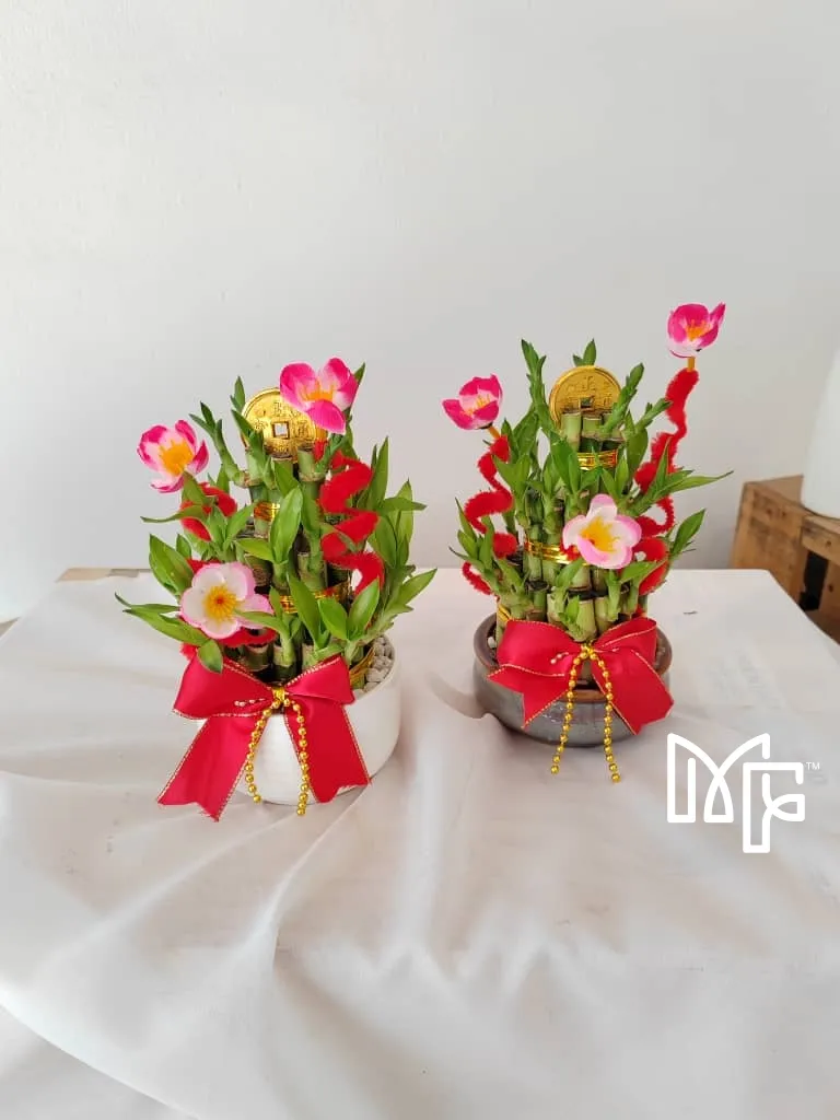 Lucky Bamboo Bliss 18cm