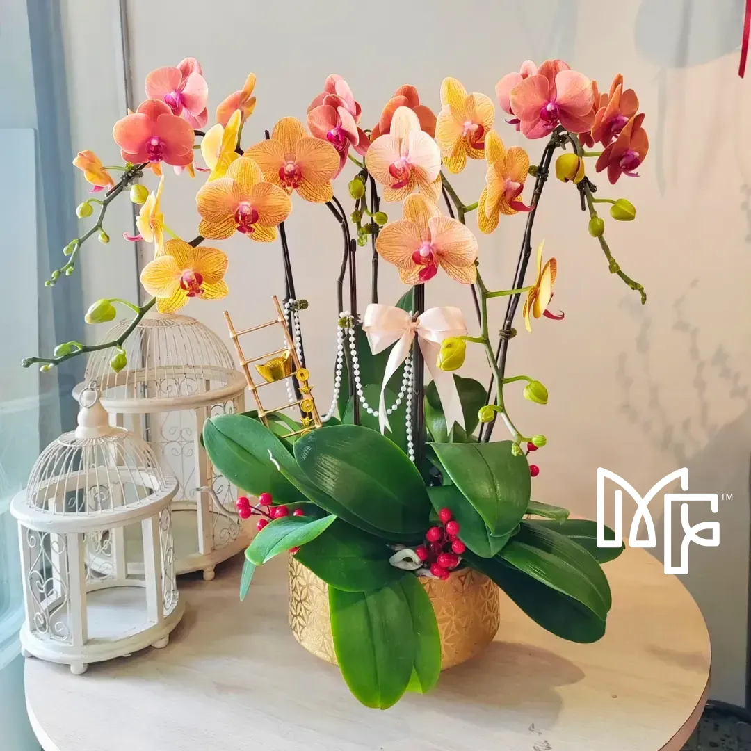 Orchid Philanopsis Arrangement (Big)