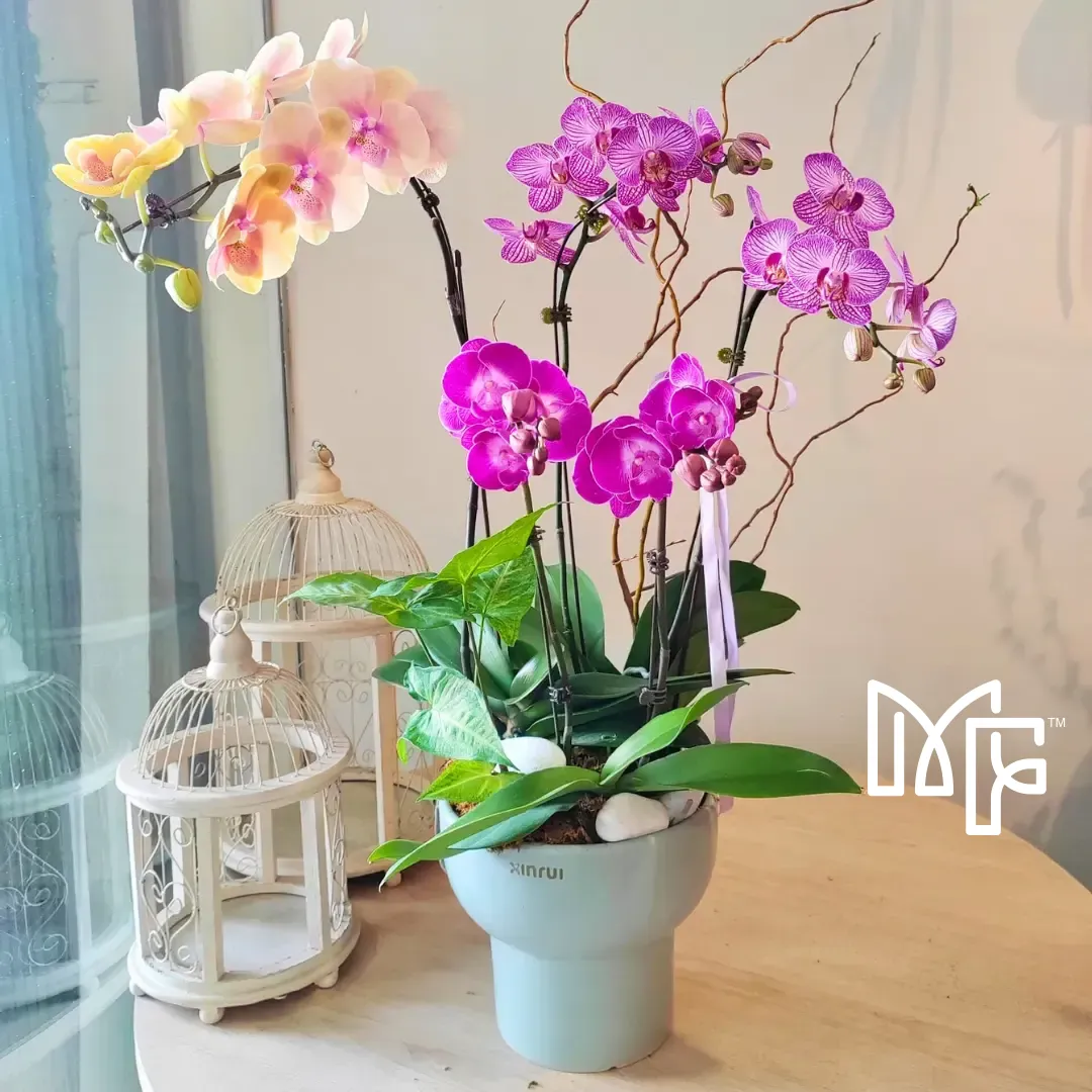 Orchid Philanopsis Arrangement (Medium)