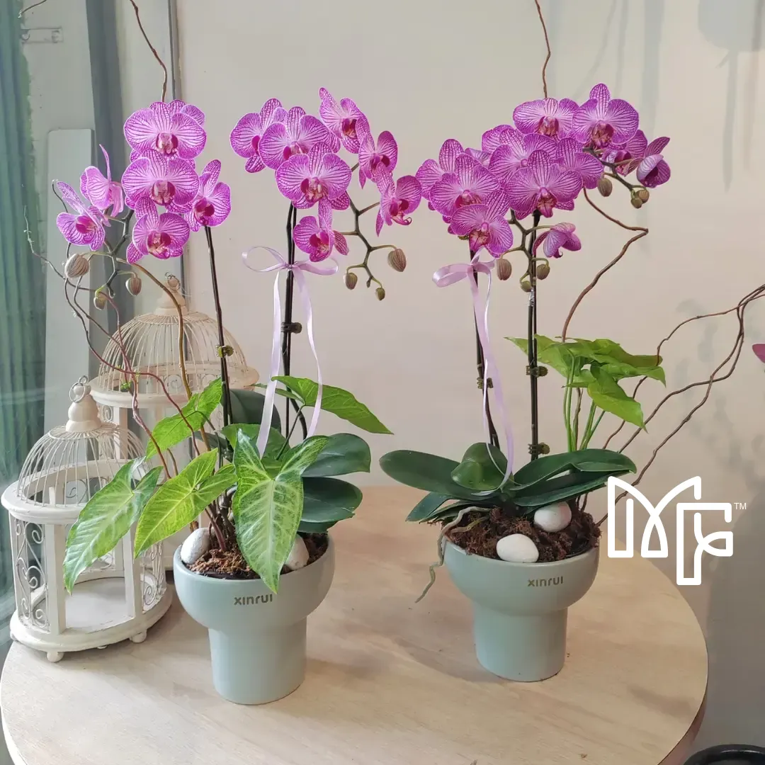 Orchid Philanopsis Arrangement (Small)