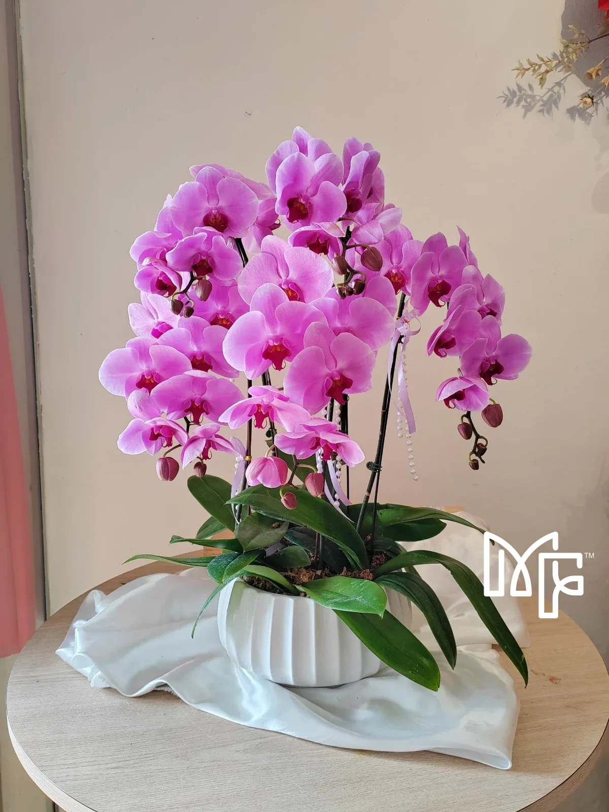 Pink-Purple Phalaenopsis Elegance