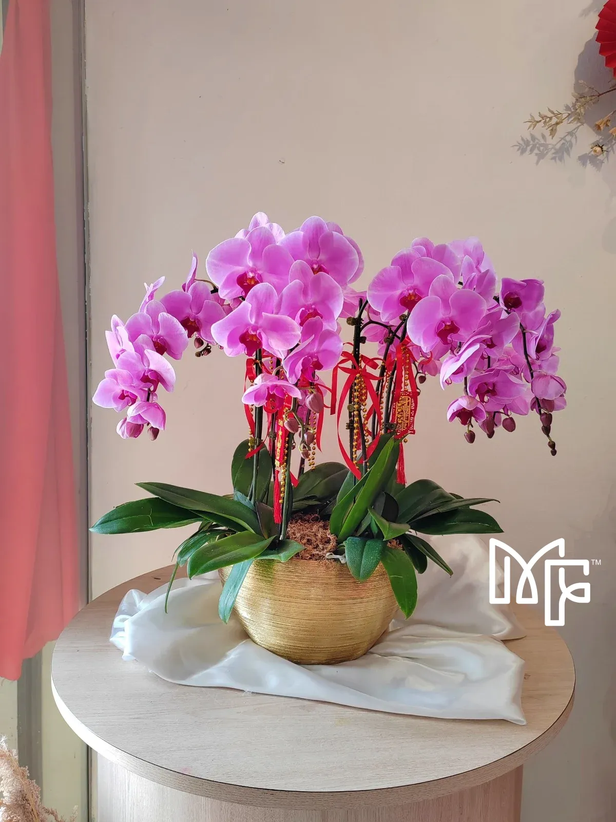 Pink-Purple Phalaenopsis Grandeur