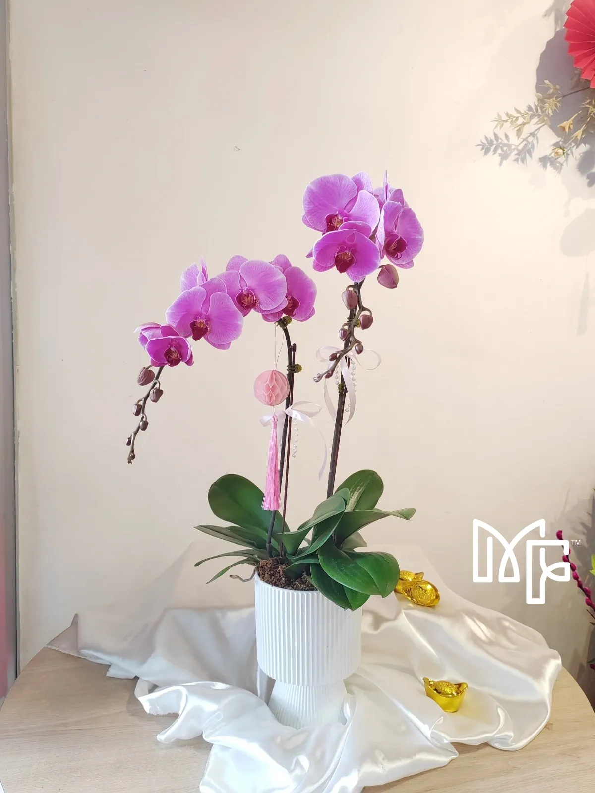Pink-Purple Phalaenopsis Serenity