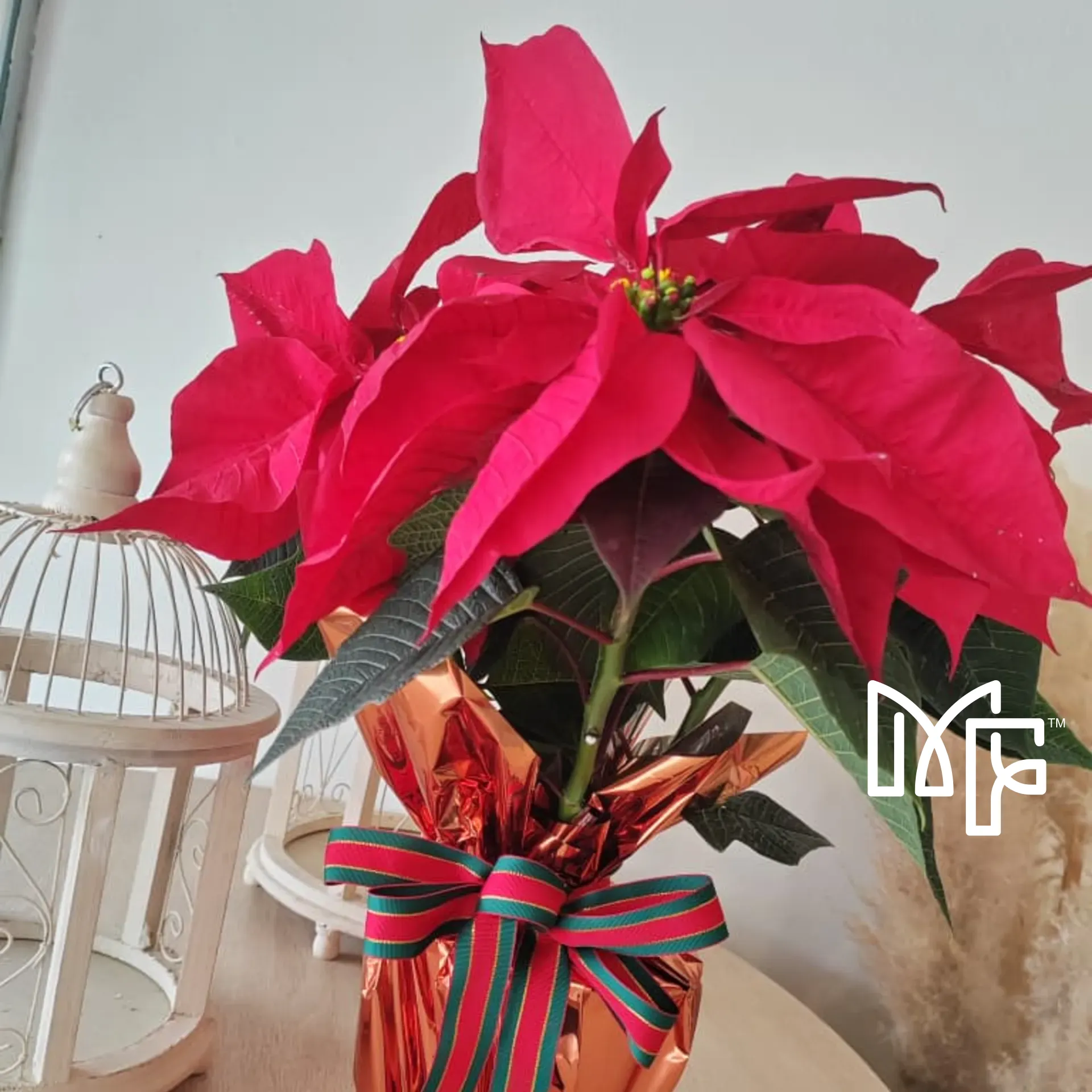 Poinsettia Christmas Pot Plant — photo 3