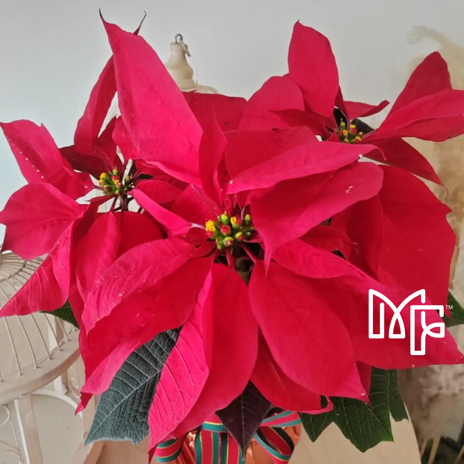 Poinsettia Christmas Pot Plant — photo 2