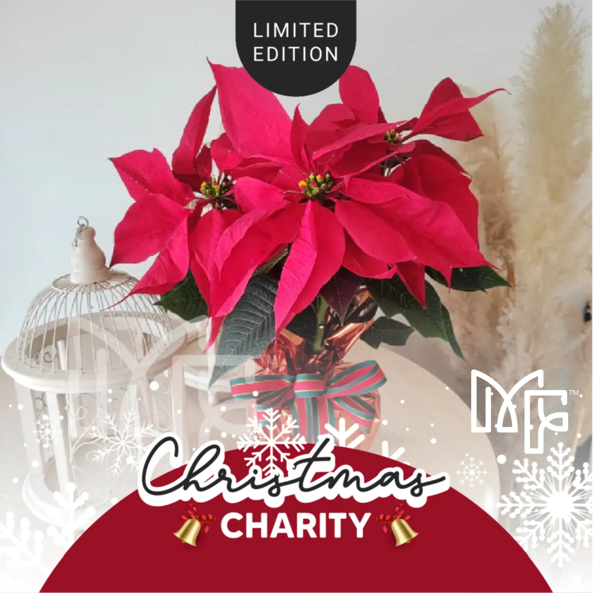 Poinsettia Christmas Pot Plant