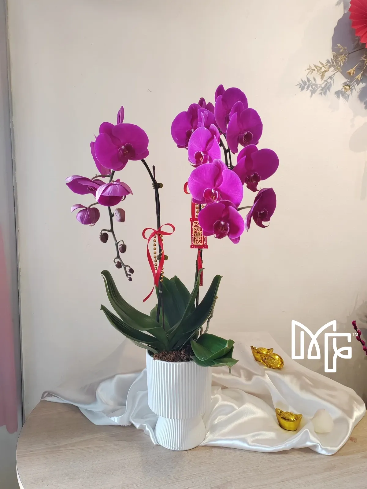 Purple Phalaenopsis Harmony