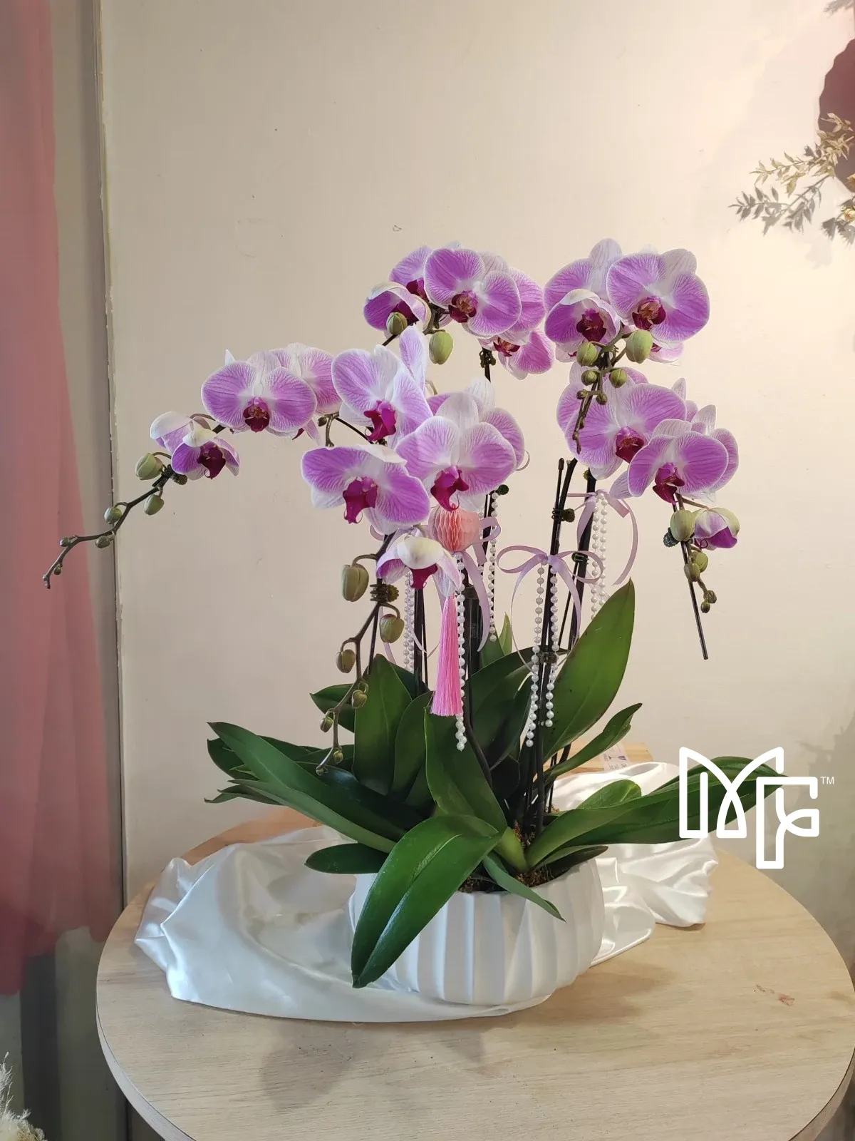 White-Purple Phalaenopsis Bliss