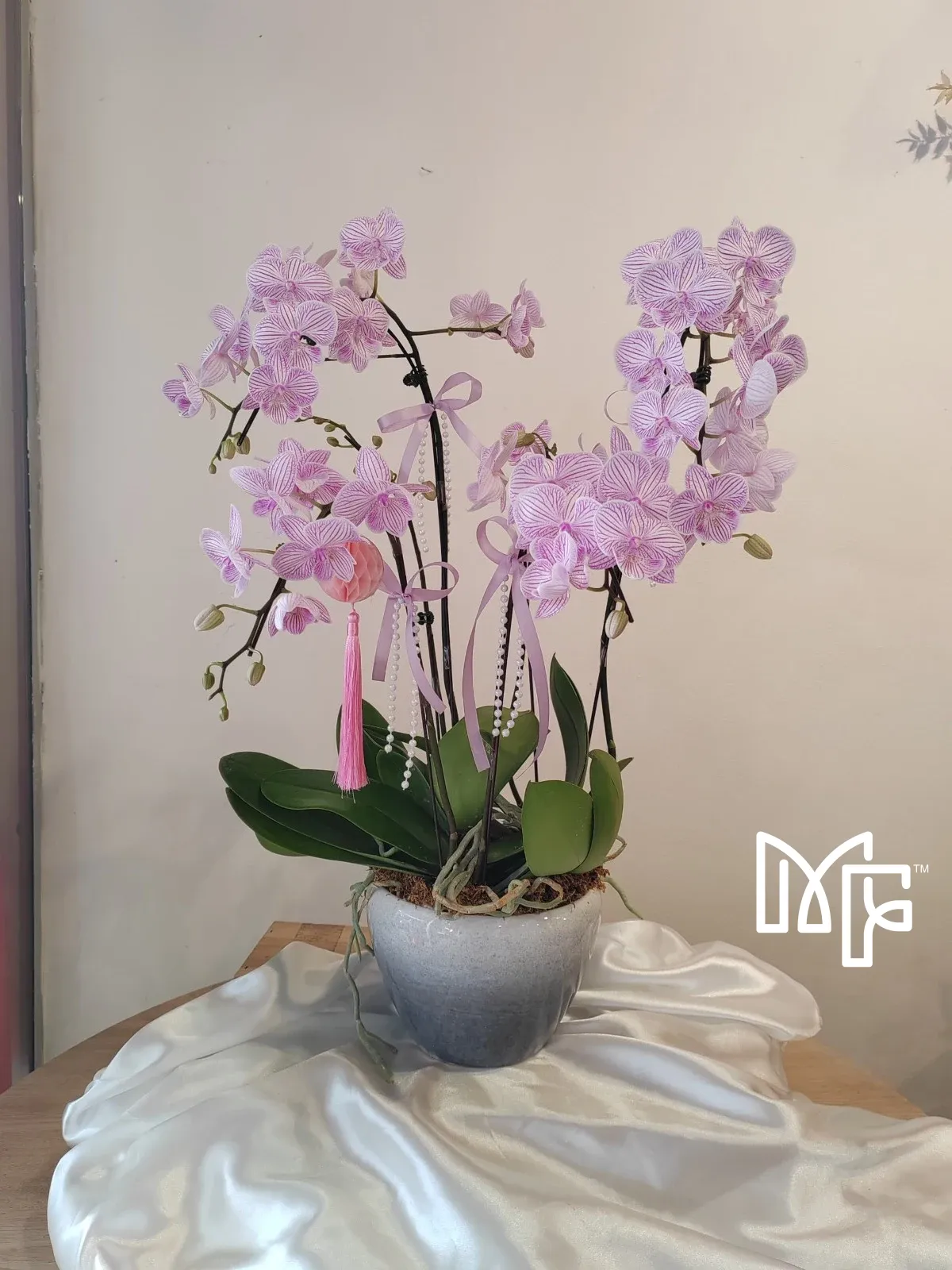 White-Purple Striped Phalaenopsis Delight