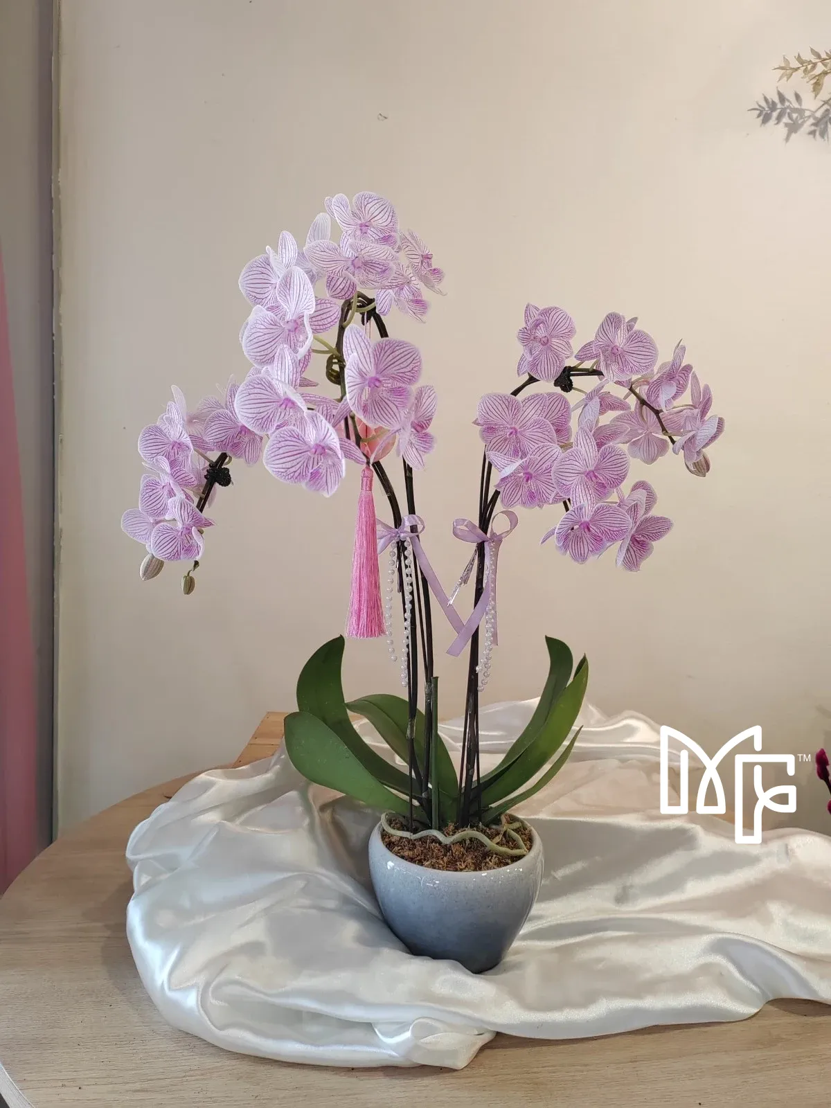 White-Purple Striped Phalaenopsis Delight
